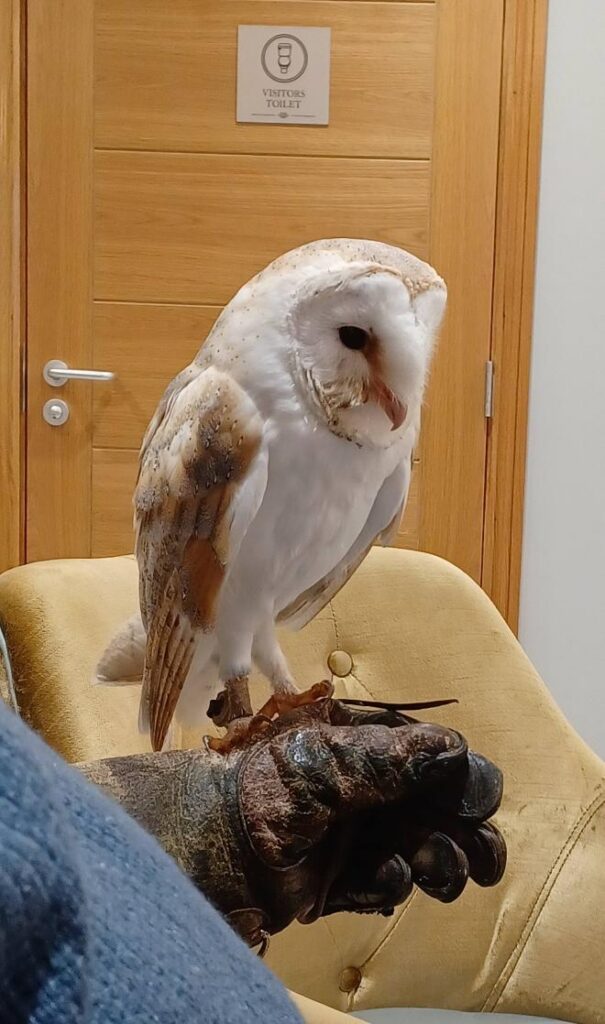 owl in the care home